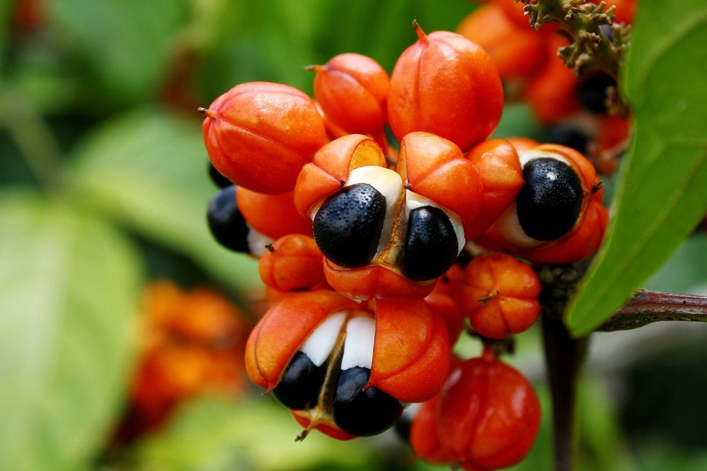 22 Proven Health Benefits of Guarana